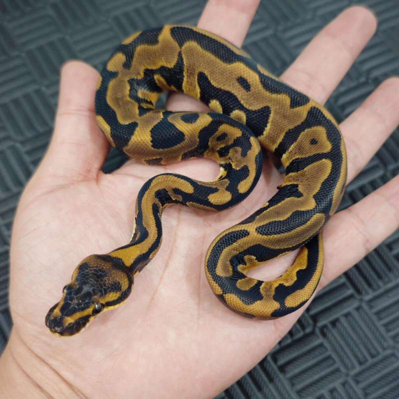 M Leopard DH DG Hypo