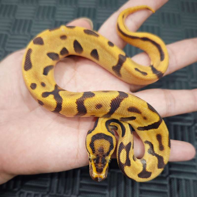 M Leo OD Enchi DH DG Hypo (Rare)