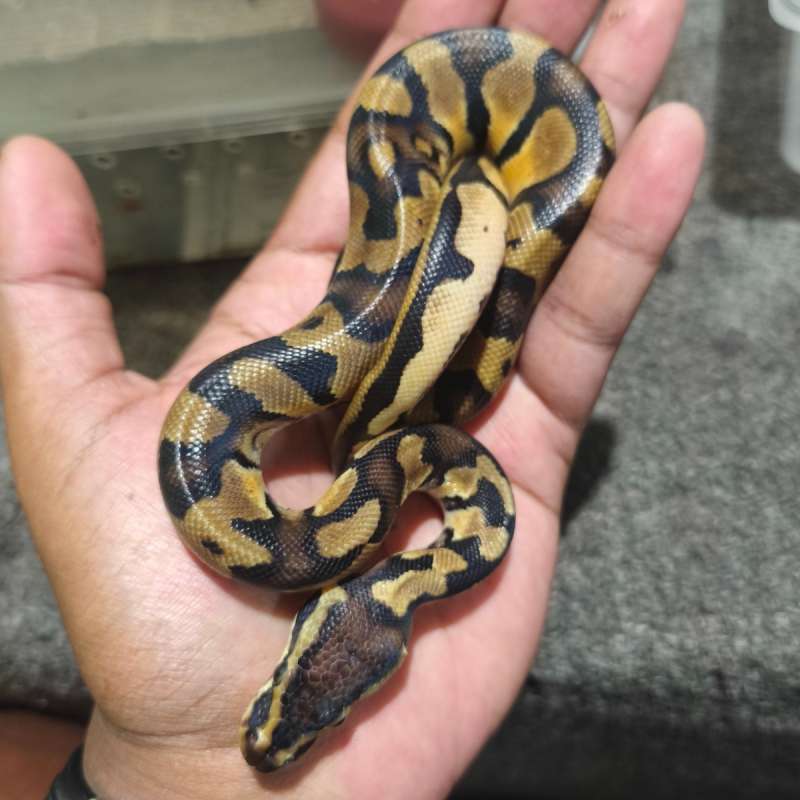 Pastel YB pH Pied