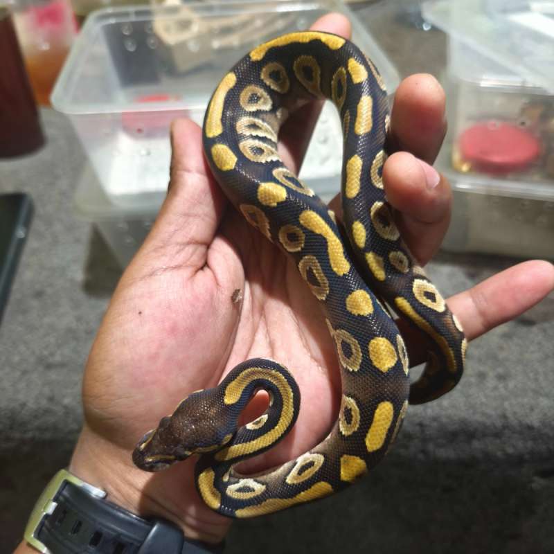 Mojave YB pH Pied