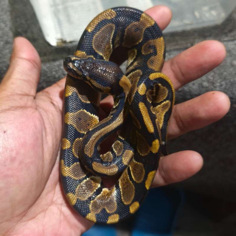 Yellowbelly pH Pied