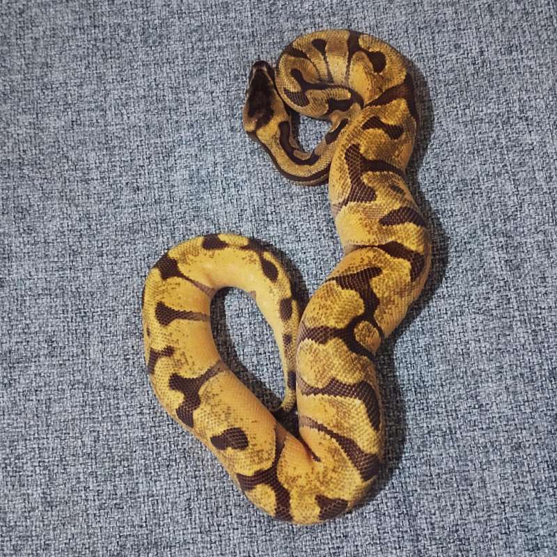 Suchidalamdebu