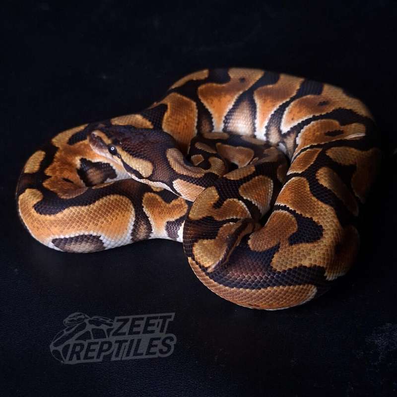 F - Cinnamon Enchi Het Clown