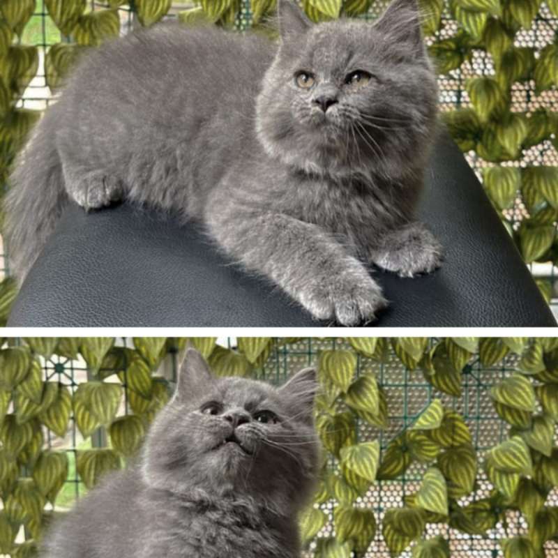Kucing kitten British longhair Abusolid Betina