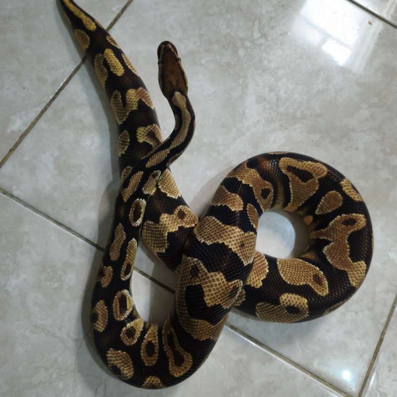 Orange dream het clown