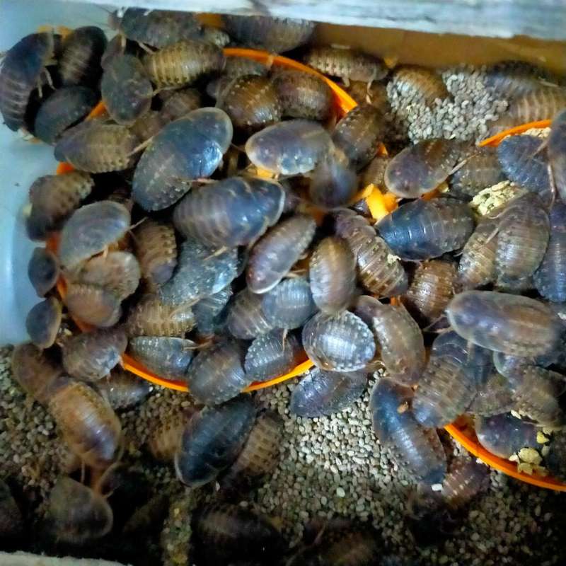 Kecoa Dubia 2cm-2,5cm(100ekor)+bonus 20%