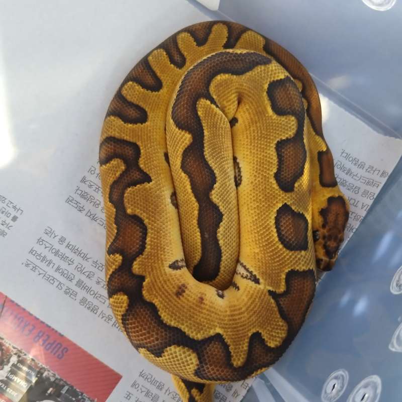 Ball pyton Enchi Clown