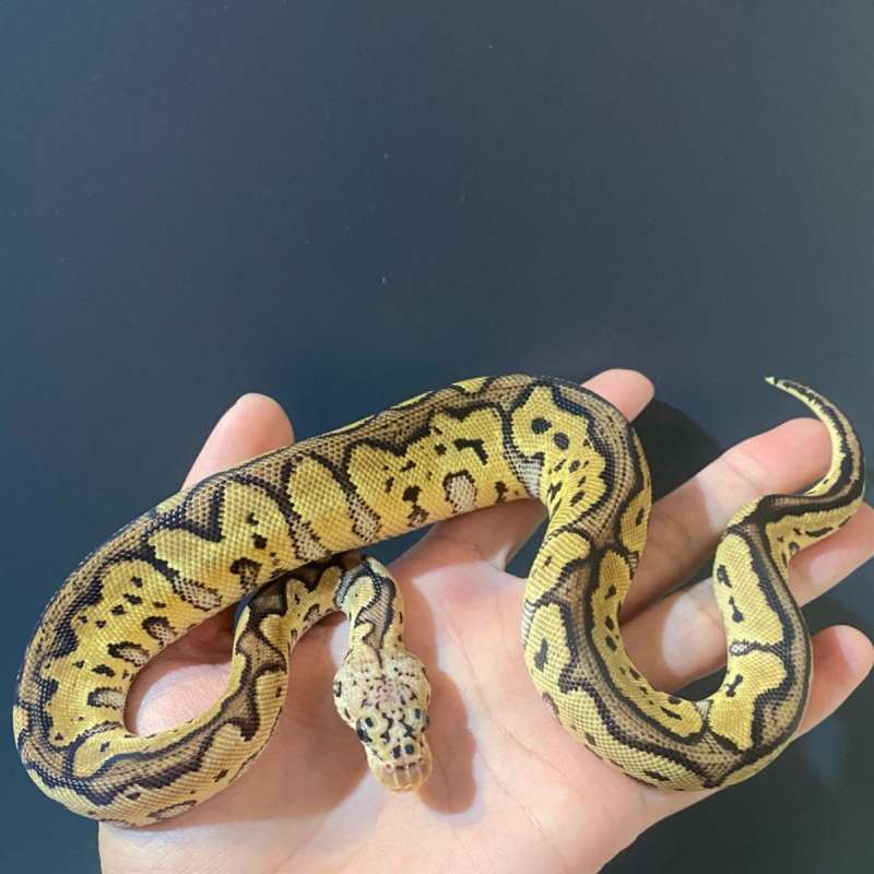 Ball pyton pastel spotnose clown