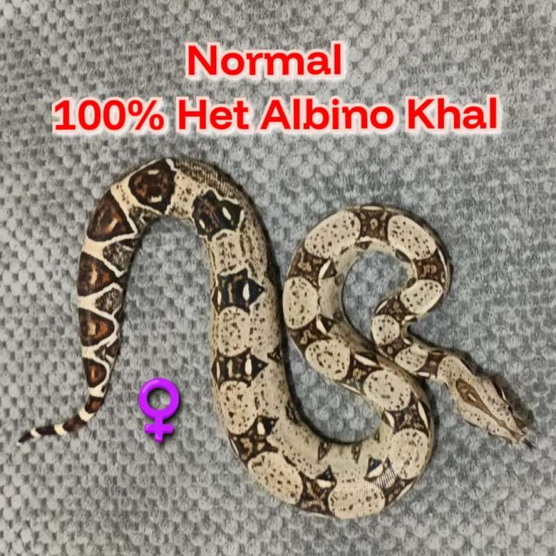 BOA Het 100% Albino Kahl