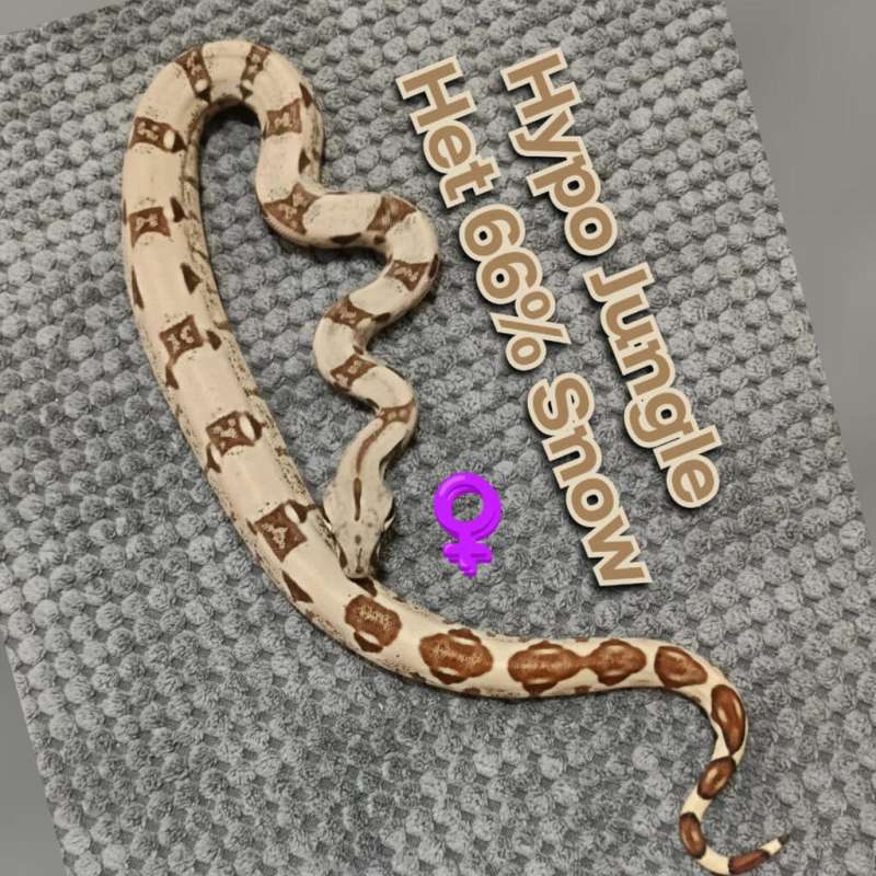 BOA Hypo Jungle Het 66% Snow