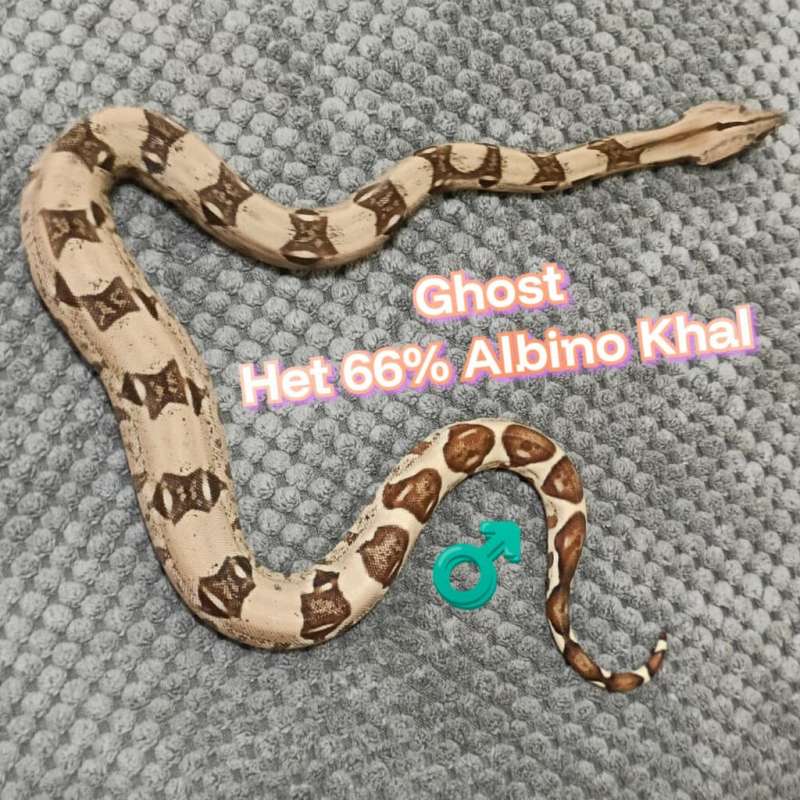 BOA Ghost Het 66% Albino Khal