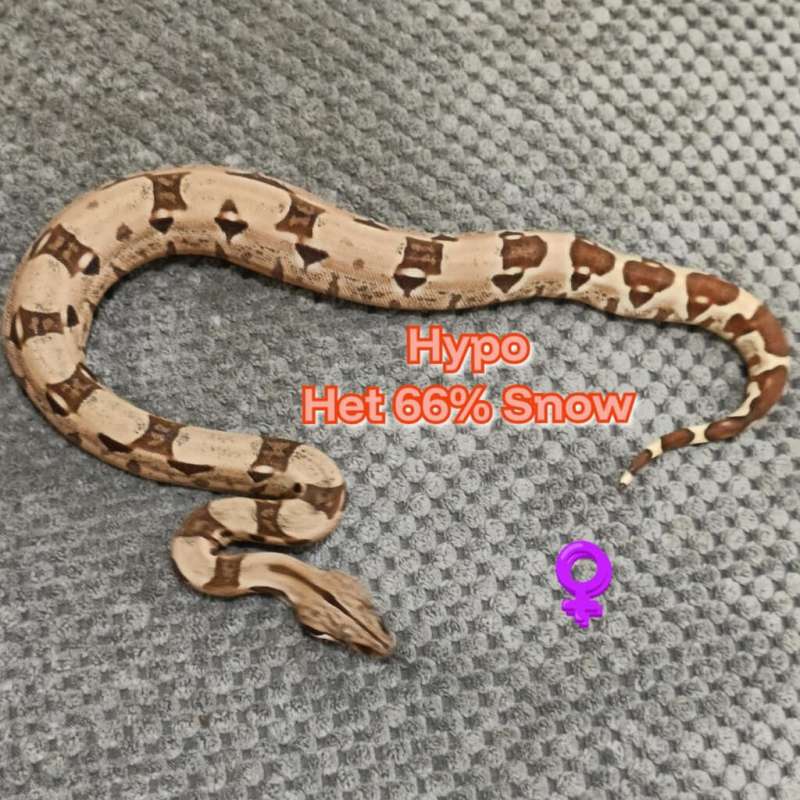 BOA Hypo Het 66% Snow