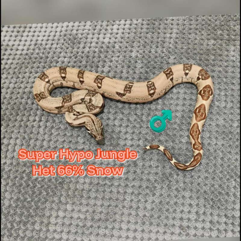 BOA Super Hypo Jungle Het 66% Snow