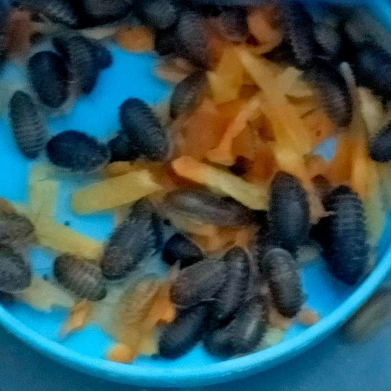 Kecoa Dubia 1cm-1,5cm(100ekor )+bonus 20%
