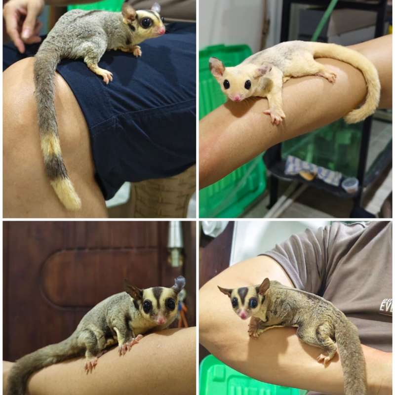 Sugar Glider Platinum Mozaic Creamino Classic Grey Ring Tail