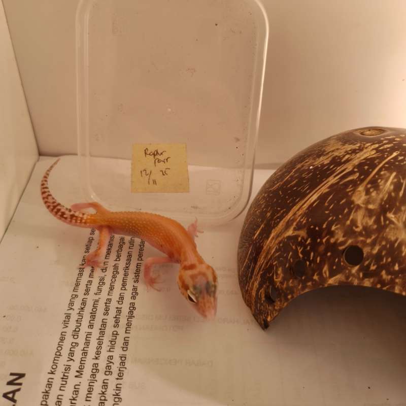 Gecko