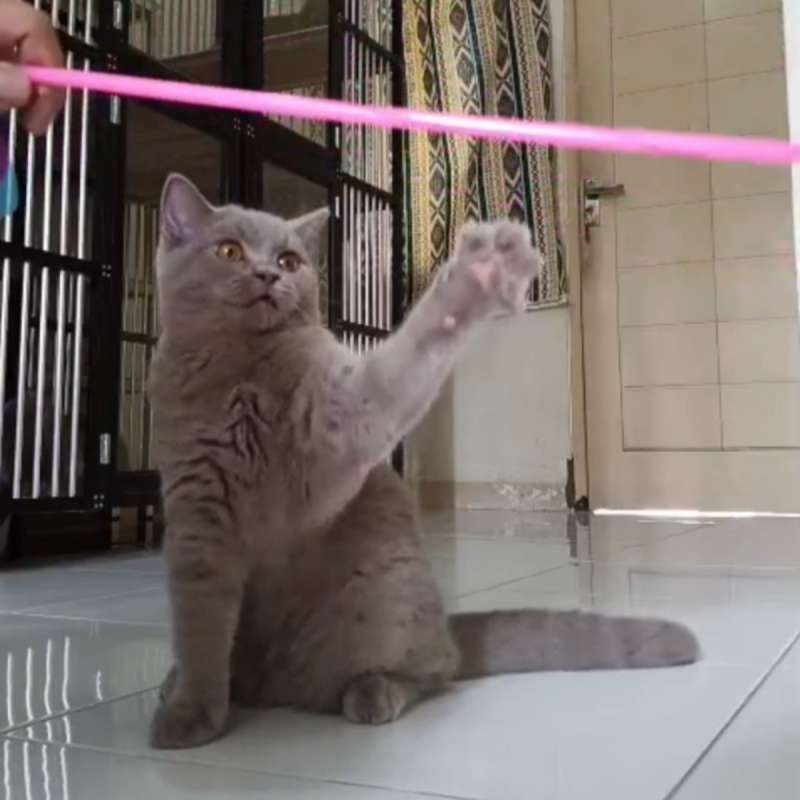 Kucing British ShortHair