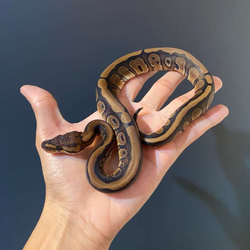F - Red stripe het DG ph 66% Clown