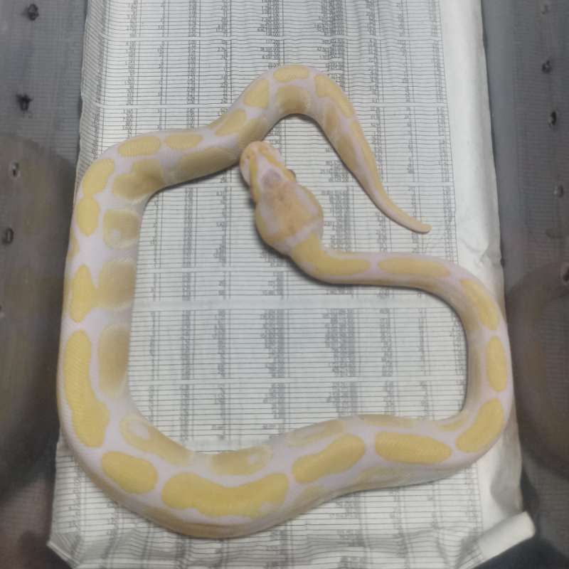 Ballpyton albino