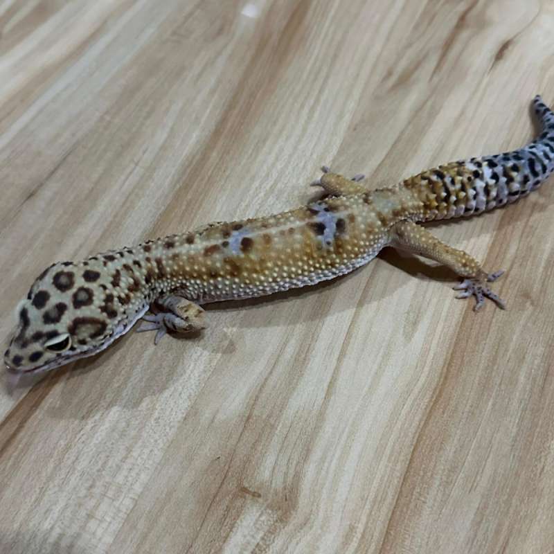 gecko jantan