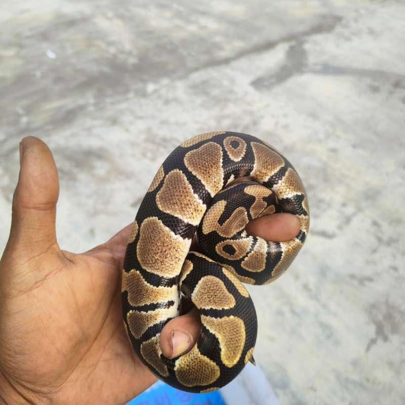 Normal PH clown