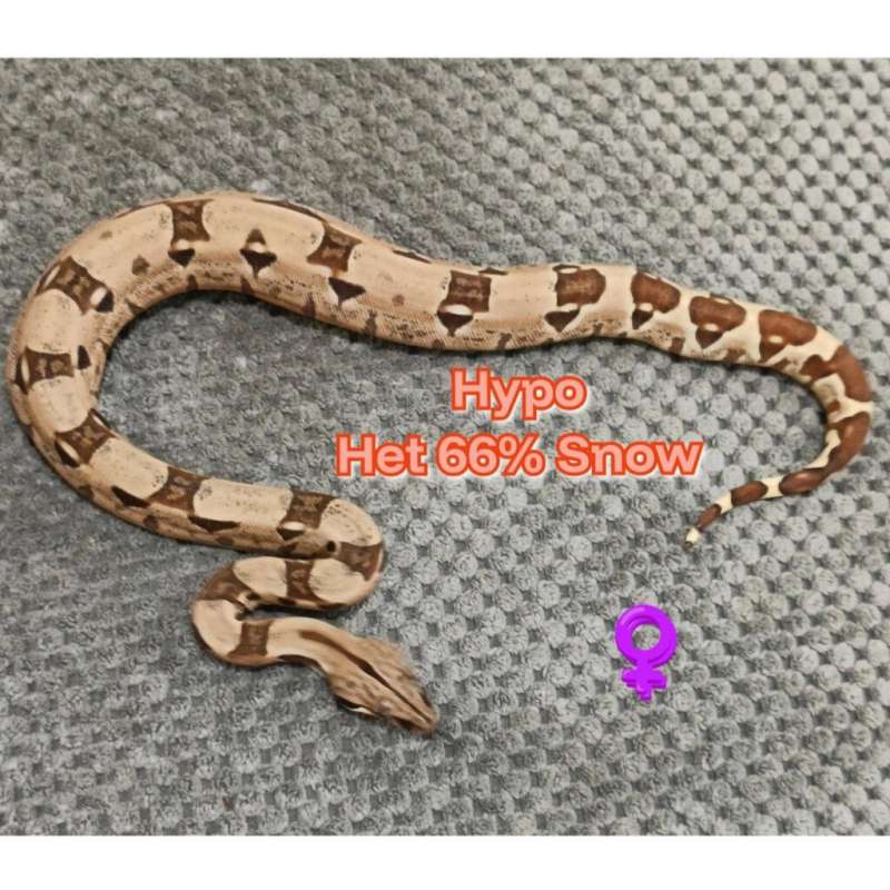 BOA Hypo Het 66% Snow