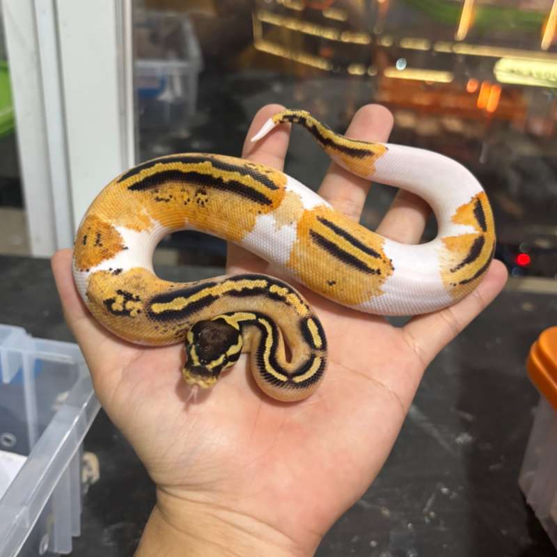 M OD/YB PASTEL PIED