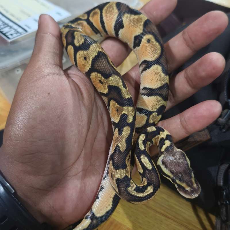 Pastel YB pH pied