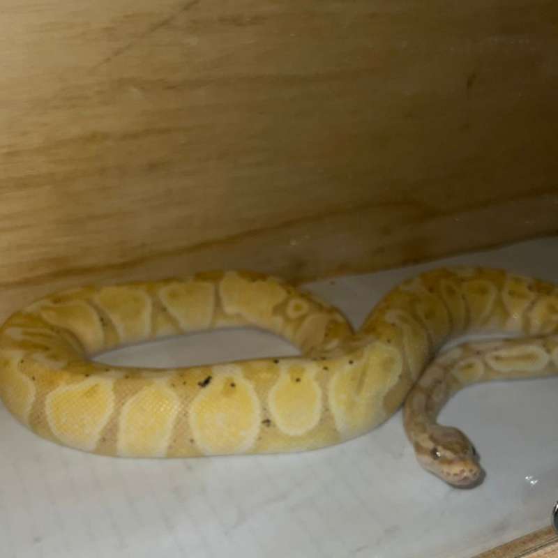 FEMALE BANANA PASTEL