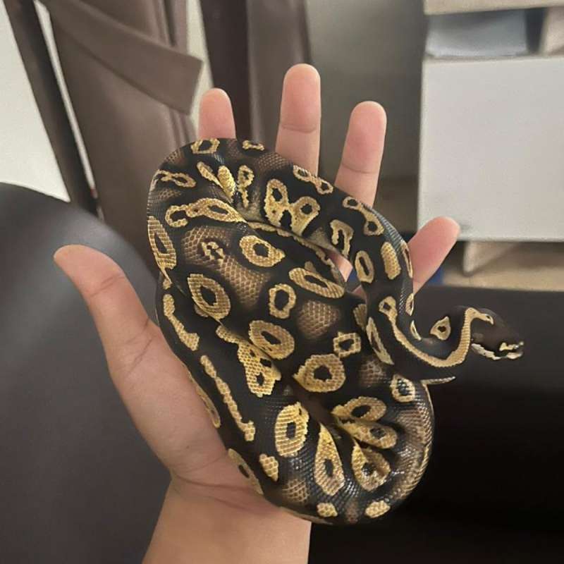 Black Head Pastel