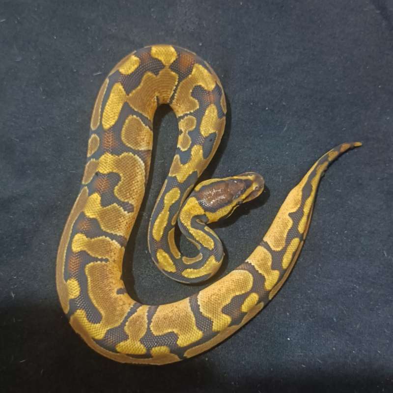 Enchi het clown