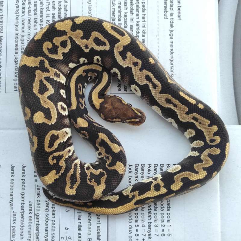 F RARE - GRAVEL LEO PHANTOM HET CLOWN POSHET HYPO