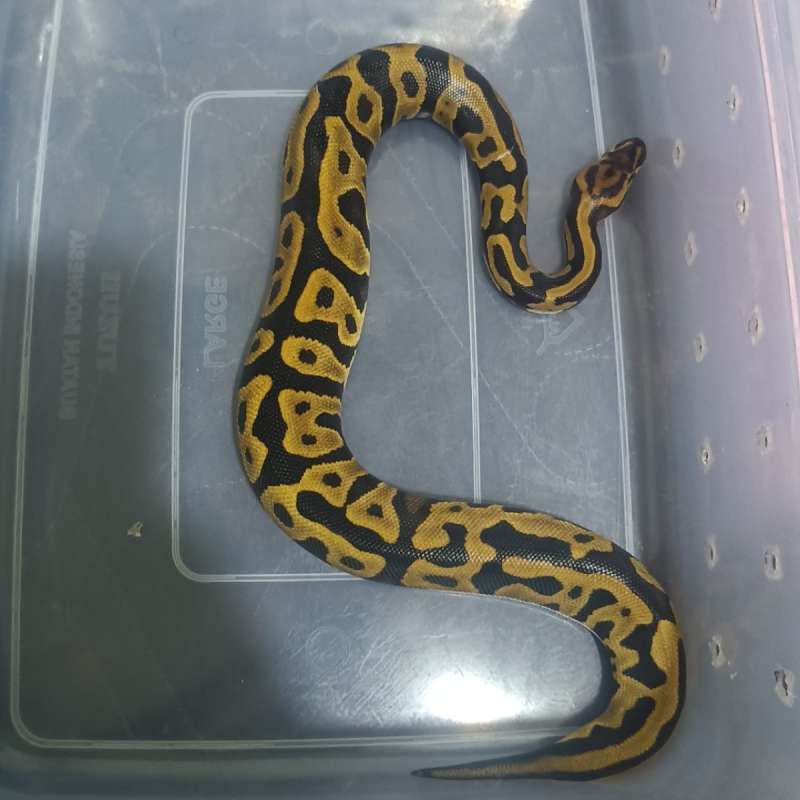 Leopard het clown