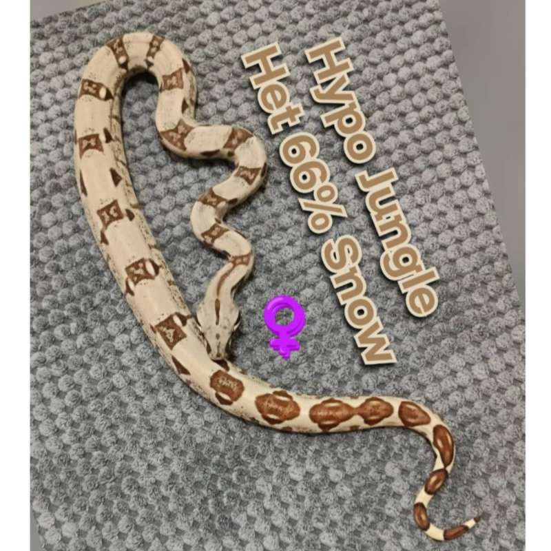 BOA Hypo Jungle Het 66% Snow GRADE A++