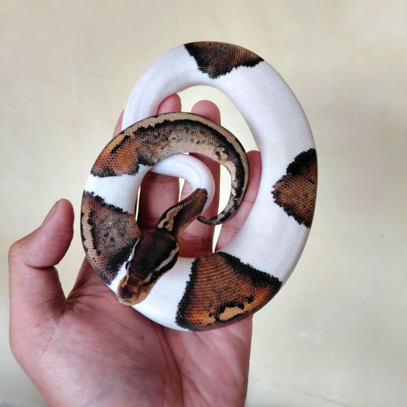 Black Pewter Pied Ballpython