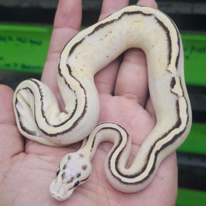 FIRE PASTEL SUPER STRIPE HET PIED POSS HET LAVENDER