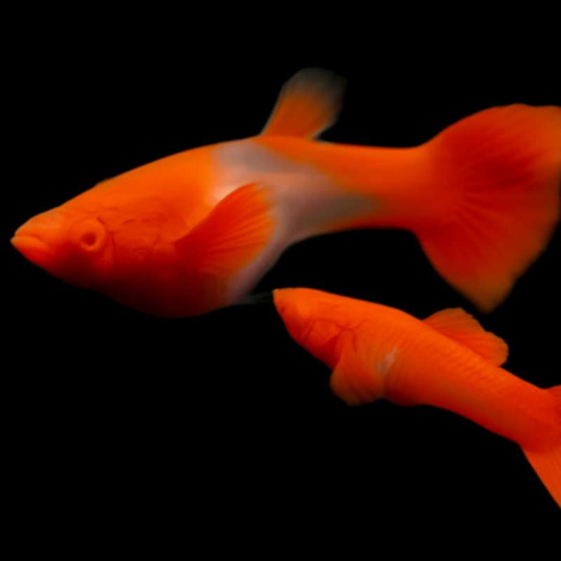 Albino Koi Red Ear