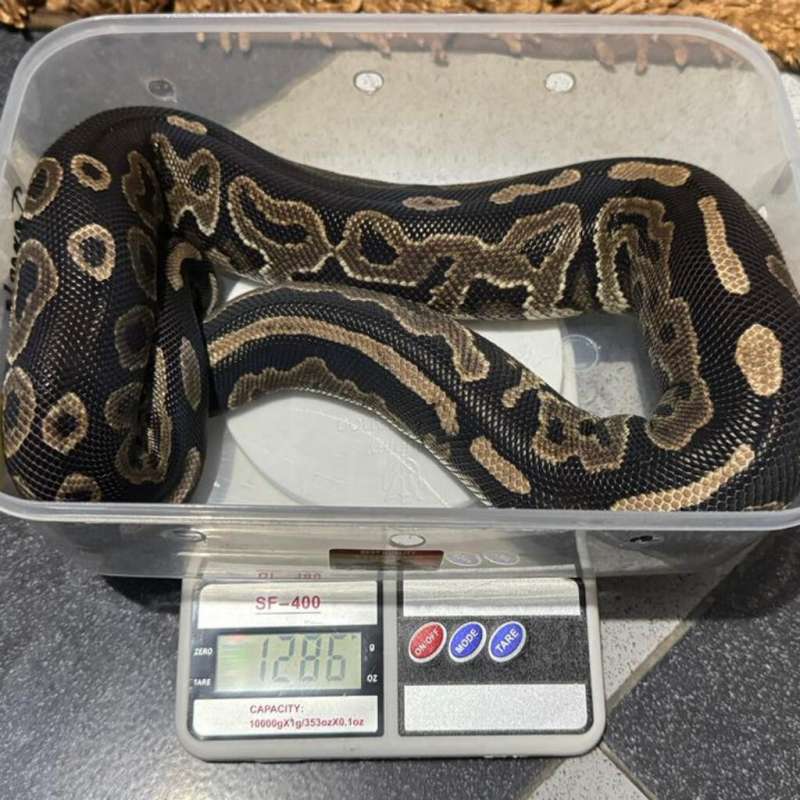 Ball Python Cinnamon