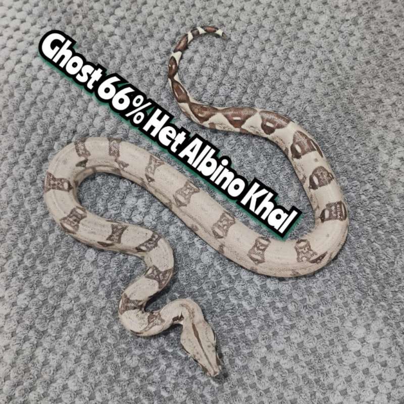 BOA Ghost Het 66% Albino Khal