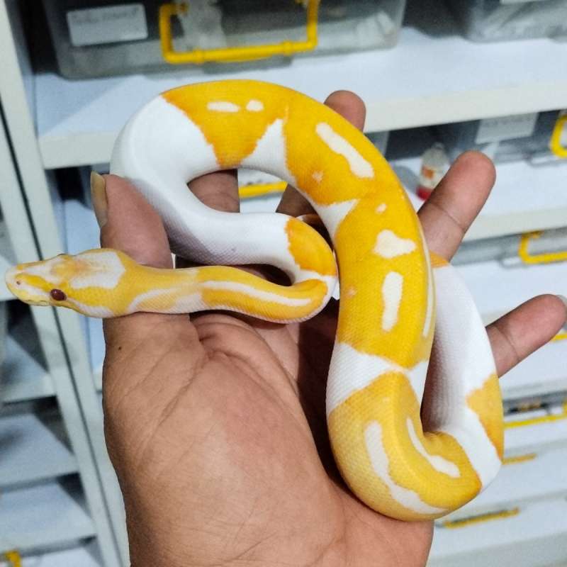 Ular Dreamsicle Female