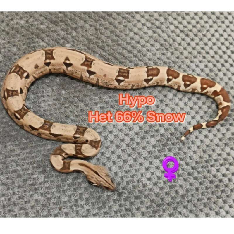 BOA Hypo Het 66% Snow