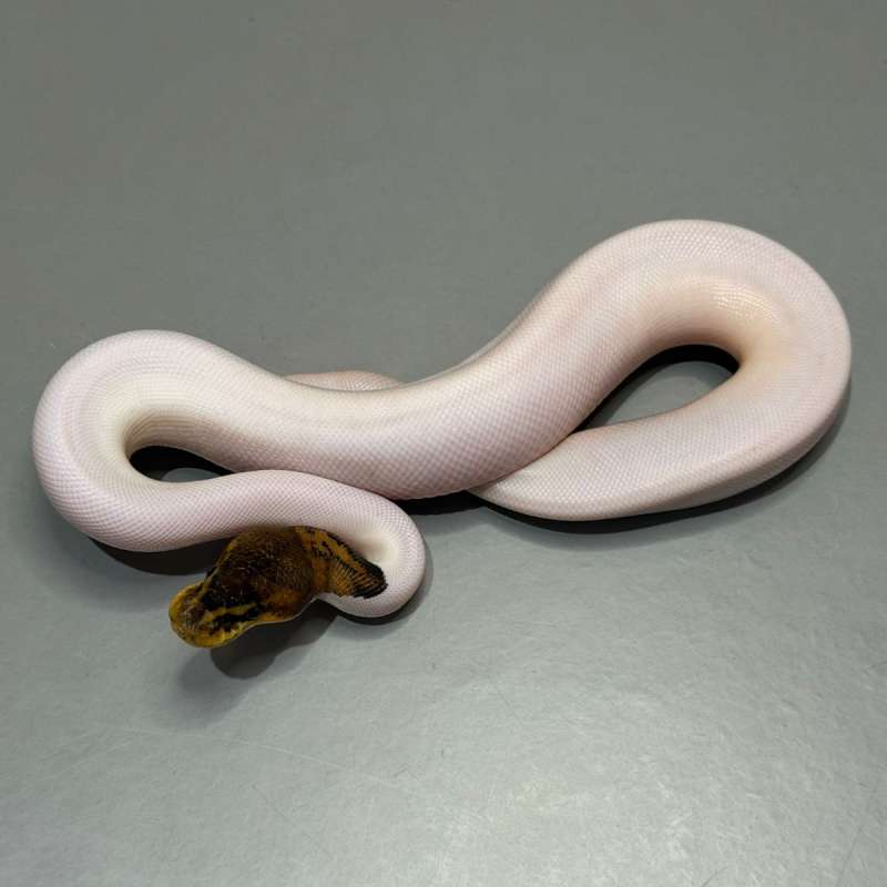 Black Pastel Leopard Pied 66% Het Lavender