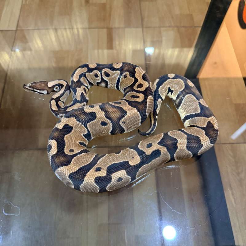 Triple het axanthic lavender clown