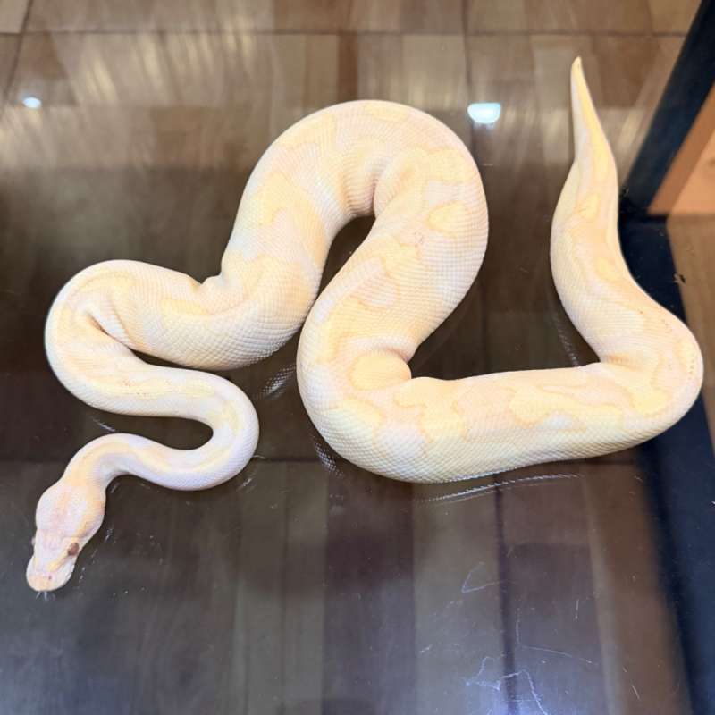 Blackhead enchi lavender het clown