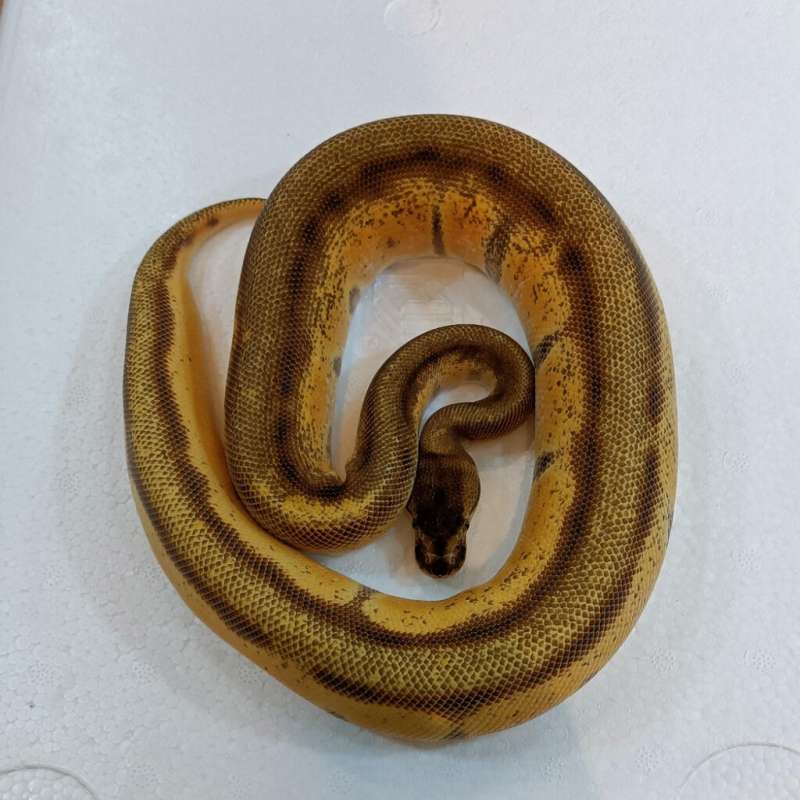 Orange Dream Enchi Genetic Stripe