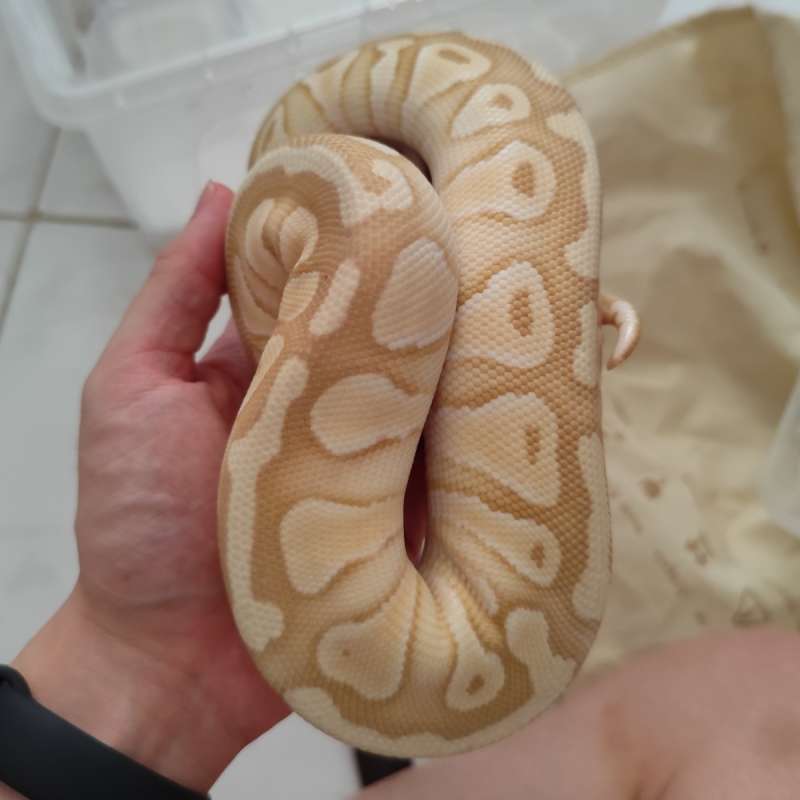 BP Banana Pastel Lesser