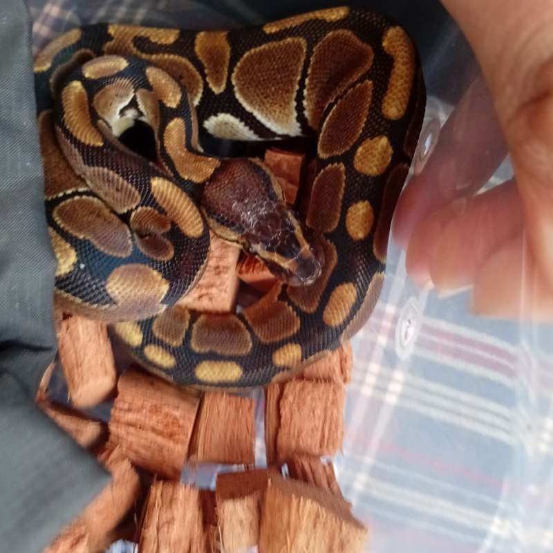 ballpyhton normal