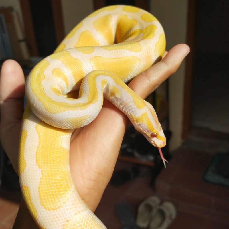 Lavender het pied