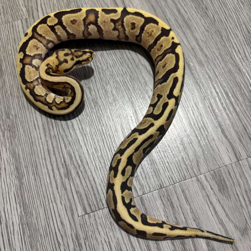 Enchi Spotnose Crypton het DG
