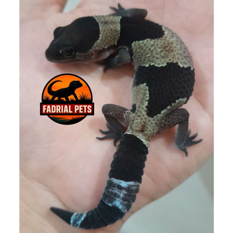 Het Oreo Ph Amel Patty Betina Mulus